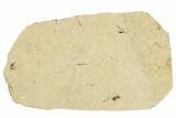 Two Detailed Fossil Marsh Flies (Tetanocera) - Cereste, France #290770-2